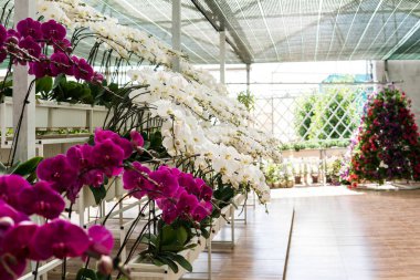 sera ile orkide. Beyaz ve çok renkli orkide yakın çekim