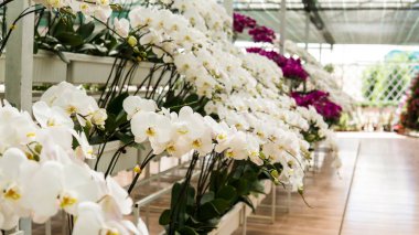 sera ile orkide. Beyaz ve çok renkli orkide yakın çekim