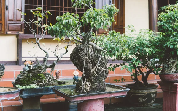 亚洲艺术盆景。美丽的微型盆景树 — 图库照片