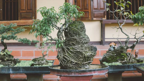 亚洲艺术盆景。美丽的微型盆景树 — 图库照片