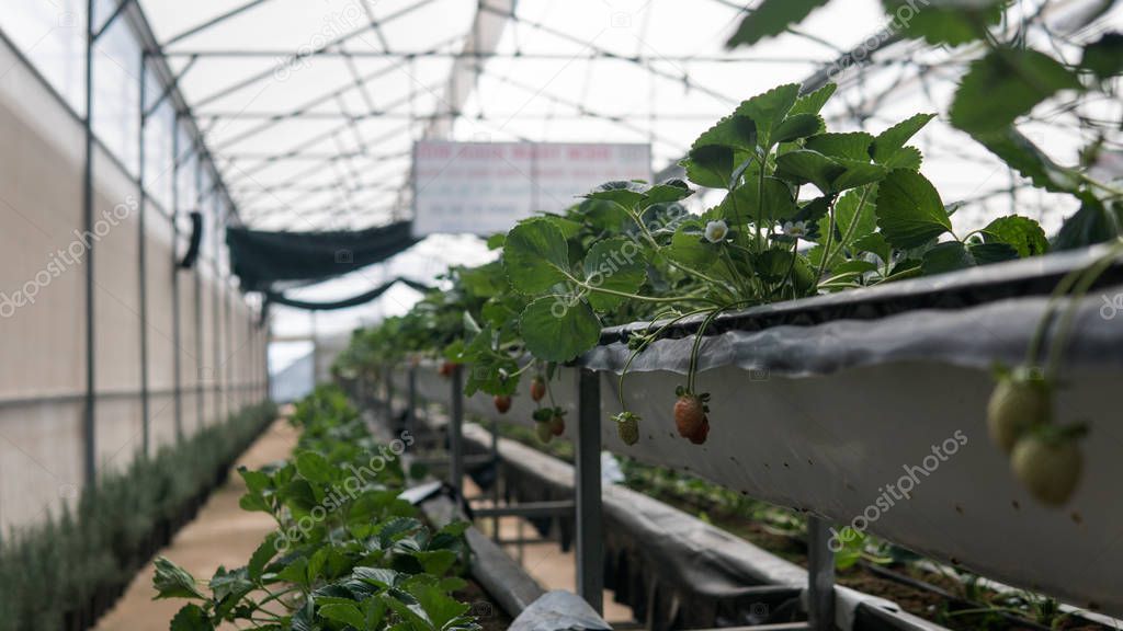 growing strawberries in hydroponics