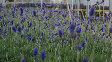 şirin lavanta çiçekleri yakın çekim