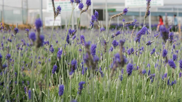 Flores de lavanda bonito close-up — Fotografia de Stock