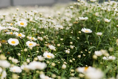 Beyaz chamomiles alan. Beyaz papatya 