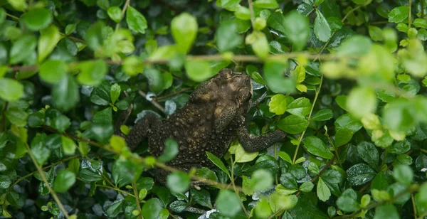 Tropisk groda porträtt i detaljer. Närbild av stora tropiska grodan — Stockfoto