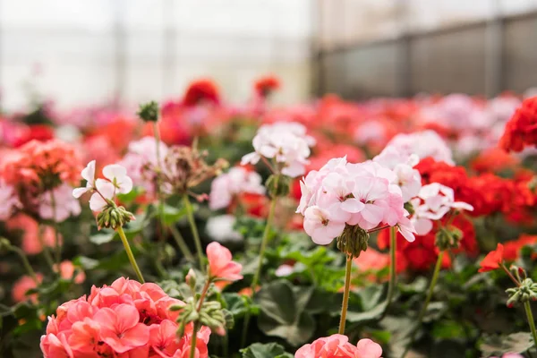 egzotik çiçek ormangülü ayrıntıları yakın çekim