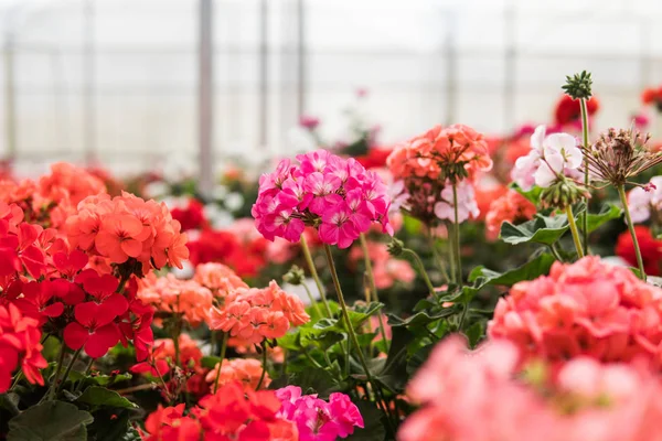 egzotik çiçek ormangülü ayrıntıları yakın çekim