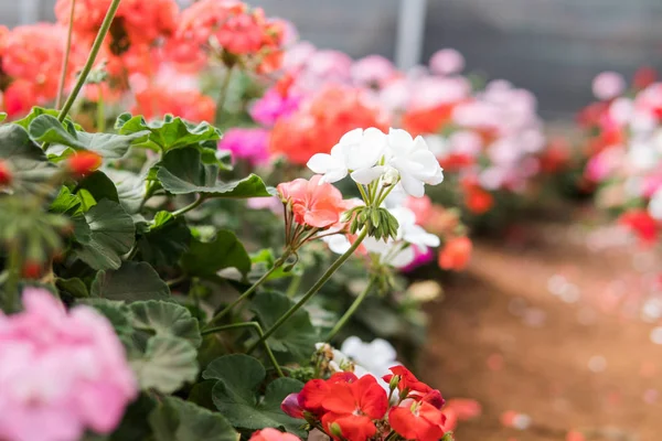 异国情调的花杜鹃细节特写 — 图库照片