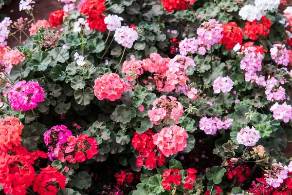 エキゾチックな花シャクナゲ詳細クローズ アップ — ストック写真