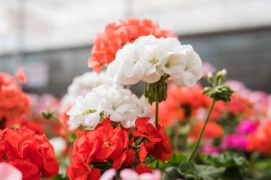 egzotik çiçek ormangülü ayrıntıları yakın çekim
