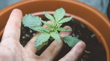 growbox esrar kapalı büyüyen için donatım. 