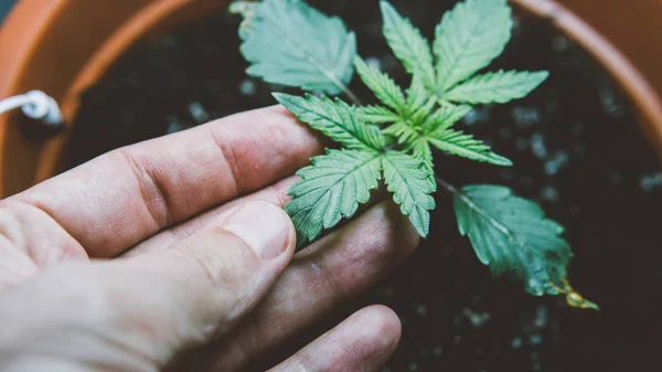 marijuana plant care process before harvest.