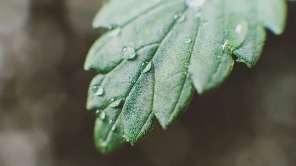 Water management and plant care - vegging process with marijuana. Plants 
watering process