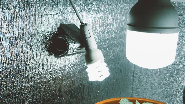 growbox esrar kapalı büyüyen için donatım. 