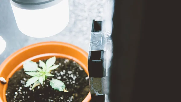 Utrustning för att odla marijuana i growbox inomhus. — Stockfoto