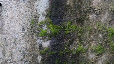  Eski grunge beton duvar