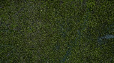  Eski grunge beton duvar