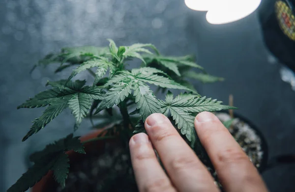 在室内种植有机大麻 — 图库照片