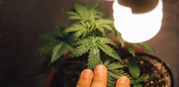 Cannabis biologica, Crescere all'interno, Crescere biologico . — Foto Stock