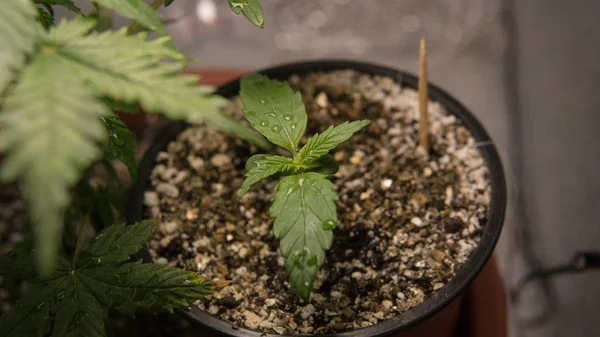 Crescendo maconha dentro de casa close-up. HGrow Cannabis em seu armário — Fotografia de Stock