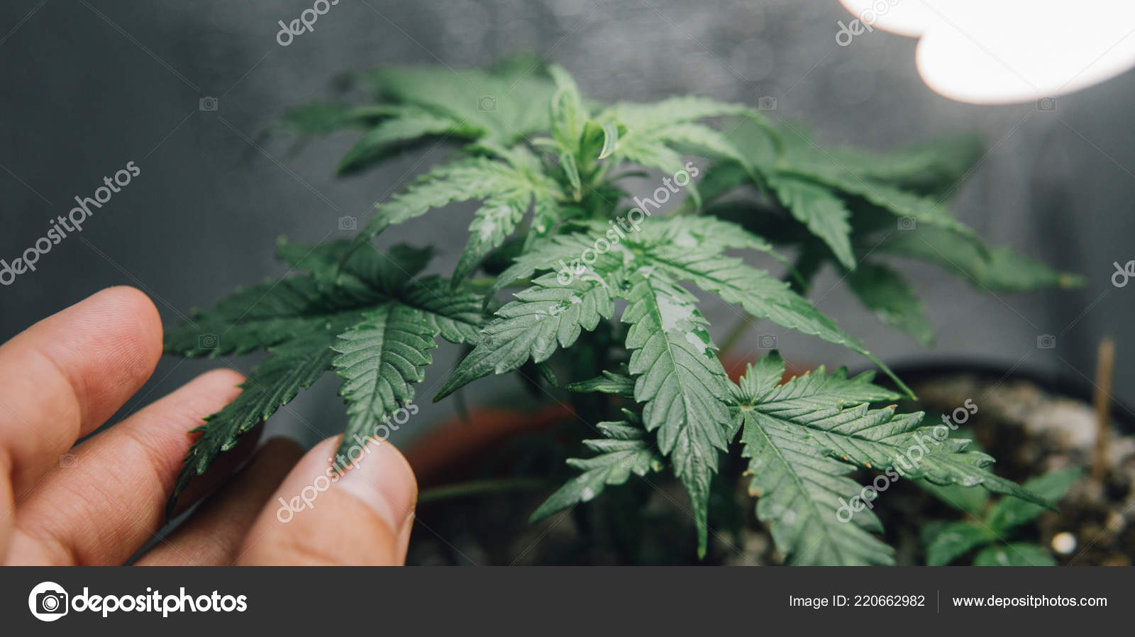 Growing Marijuana Indoors Close Up Hgrow Cannabis In Your Closet