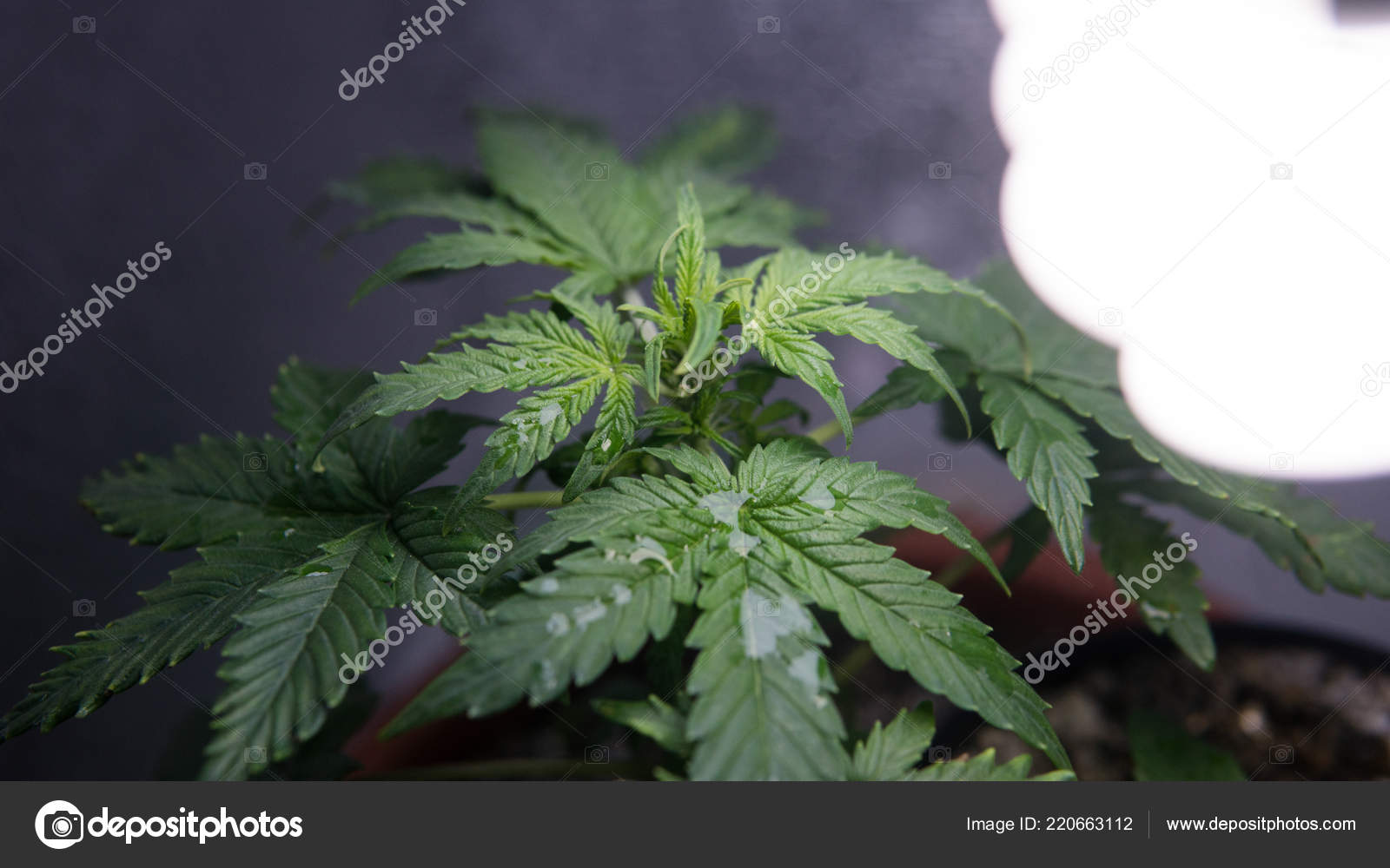 Growing Marijuana Indoors Close Up Hgrow Cannabis In Your Closet