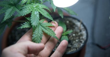 Organik kenevir kapalı büyümek