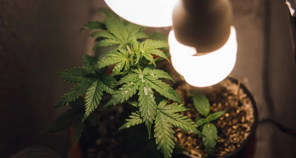 Καλλιέργεια μαριχουάνας σε εσωτερικούς χώρους κινηματογραφήσεων σε πρώτο πλάνο. Hgrow κάνναβης στην ντουλάπα σας — Φωτογραφία Αρχείου