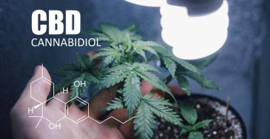 Küçük alanlarda büyüyen esrar