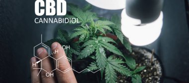 Nasıl ot büyümeye: Yeni başlayanlar için adım adım kılavuz