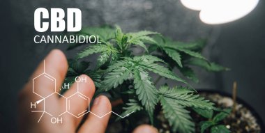 Küçük alanlarda büyüyen esrar. CBD ve Thc öğeleri esrar, Kannabinoidlerin ve sağlık