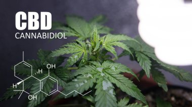 Küçük alanlarda büyüyen esrar. CBD ve Thc öğeleri esrar, Kannabinoidlerin ve sağlık