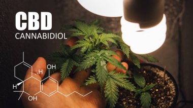 Küçük alanlarda büyüyen esrar. CBD ve Thc öğeleri esrar, Kannabinoidlerin ve sağlık