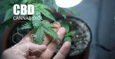 Küçük alanlarda büyüyen esrar