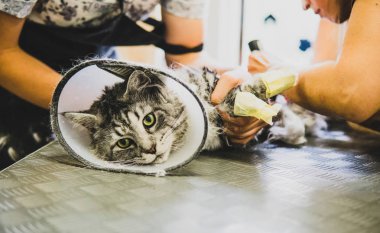 ayrıntılarda evde beslenen hayvan damat.