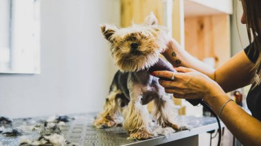 ayrıntılarda evde beslenen hayvan damat.