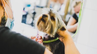 ayrıntılarda evde beslenen hayvan damat.