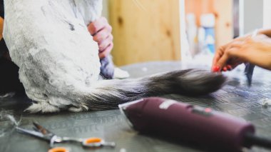 ayrıntılarda evde beslenen hayvan damat.