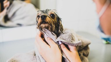 Yorkshire terrier salon bakım