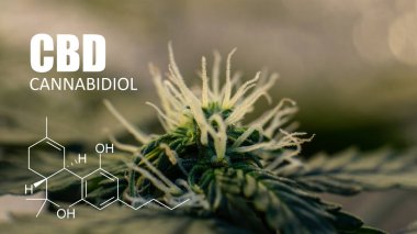  esrar tomurcukları psikoaktif öğeleri. Esrar hasat Cbd Thc kontrol etmek için cam büyütme 