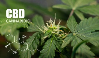  esrar tomurcukları psikoaktif öğeleri. Esrar hasat Cbd Thc kontrol etmek için cam büyütme 