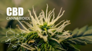  esrar tomurcukları psikoaktif öğeleri. Esrar hasat Cbd Thc kontrol etmek için cam büyütme 