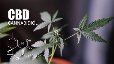  esrar tomurcukları psikoaktif öğeleri. Esrar hasat Cbd Thc kontrol etmek için cam büyütme 