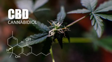  esrar tomurcukları psikoaktif öğeleri. Esrar hasat Cbd Thc kontrol etmek için cam büyütme 