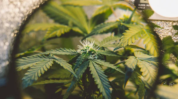 Inomhus Cannabis blommande knoppar närbild. — Stockfoto