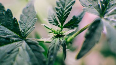 Esrar çiçeklenme aşamasında yakın çekim