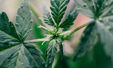 Esrar hafta temelinde yakın çekim aşamasında çiçekli