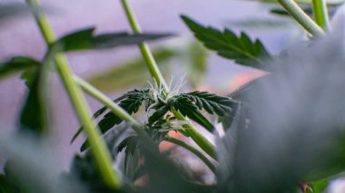 Esrar çiçeklenme aşamasında yakın çekim