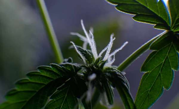 大麻週クローズ アップの開花期 — ストック写真