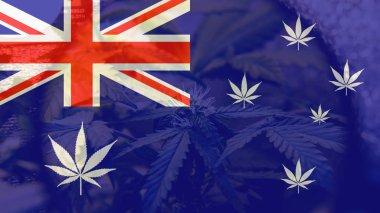 büyüyen ve Avustralya'da esrar tüketmek. Dünya esrar ithalatçı 